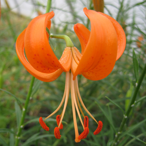 Lilium davidii wilmonttiae - Click Image to Close